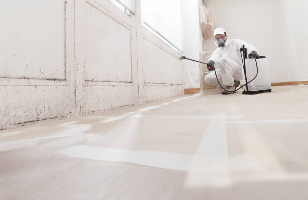 Black mold remediation team in Seven Valleys